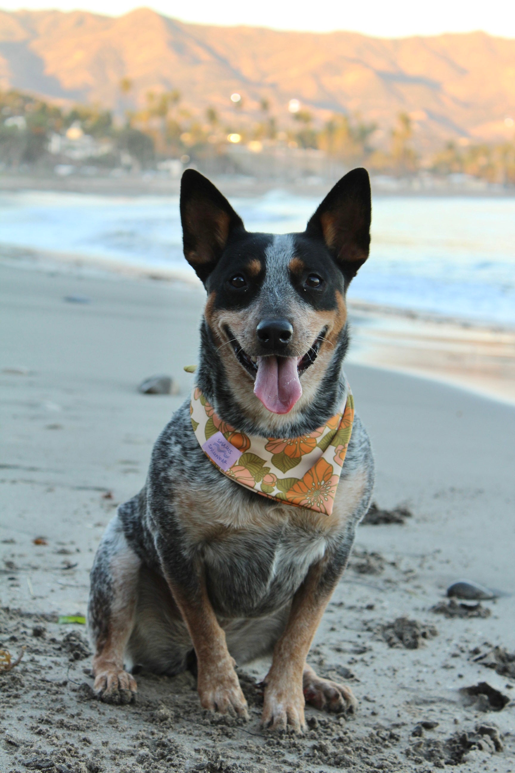 Dog Bandana