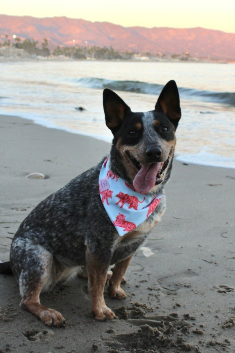 Dog Bandana